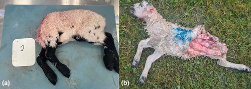 Are Eurasian badgers responsible for lamb predation? An investigation using farmer interviews, post-mortem examination and molecular tools