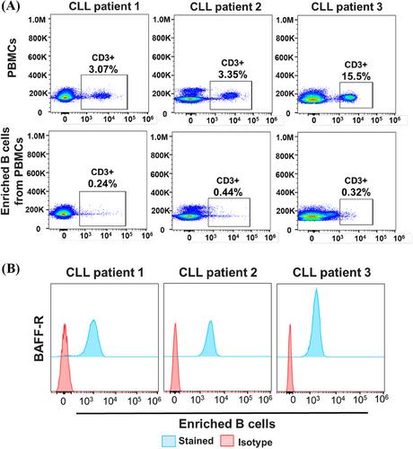 Targeting chronic lymphocytic leukemia with B-cell activating factor receptor CAR T cells