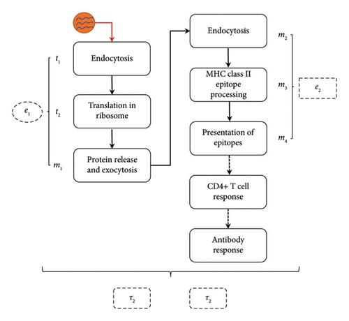 Exploring Immune Responses through Dynamic Modeling of Cell-Immune Interactions in Viral Infection and Vaccination