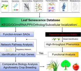 Leaf Senescence Database v5.0: A Comprehensive Repository for Facilitating Plant Senescence Research