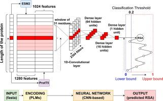 E-pRSA: Embeddings Improve the Prediction of Residue Relative Solvent Accessibility in Protein Sequence