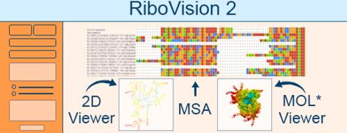 RiboVision2: A Web Server for Advanced Visualization of Ribosomal RNAs