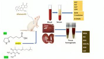 Effects of alfa lipoic acid and coenzyme Q10 treatment on AFB1-induced oxidative, inflammatory, and DNA damages in rats