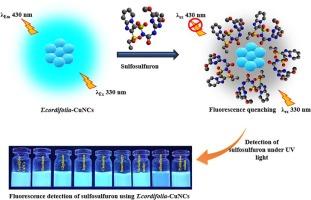 Sustainable analytical approach for selective fluorescence sensing of sulfosulfuron using copper nanoclusters from Tinospora cordifolia leaves extract