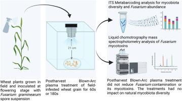 Postharvest blown-arc plasma treatment did not reduce Fusarium graminearum or its mycotoxins in field-infested wheat grain