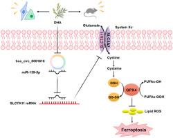 Dihydroartemisinin enhances the radiosensitivity of breast cancer by targeting ferroptosis signaling pathway through hsa_circ_0001610