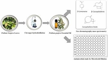 Antimicrobial Activity and Phytochemistry of Psidium guajava Essential Oil From Palestine: Targeting Oral Microbial Strains