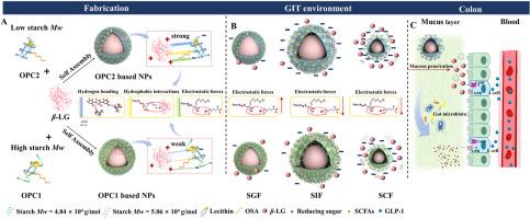 Effect of starch molecular weight on the colon-targeting delivery and promoting GLP-1 secretion of starch-lecithin complex nanoparticles