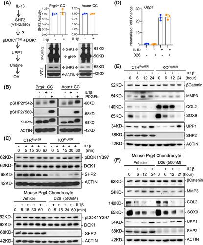 SHP2 ablation mitigates osteoarthritic cartilage degeneration by promoting chondrocyte anabolism through SOX9