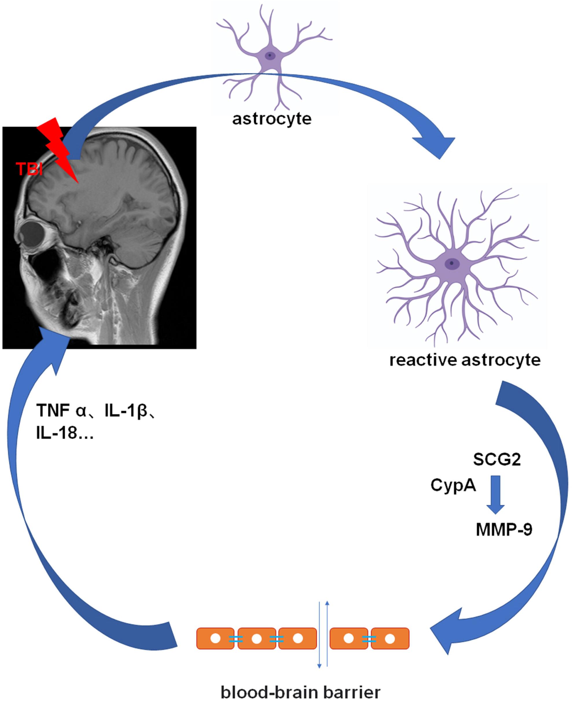 SCG2 mediates blood–brain barrier dysfunction and schizophrenia-like behaviors after traumatic brain injury