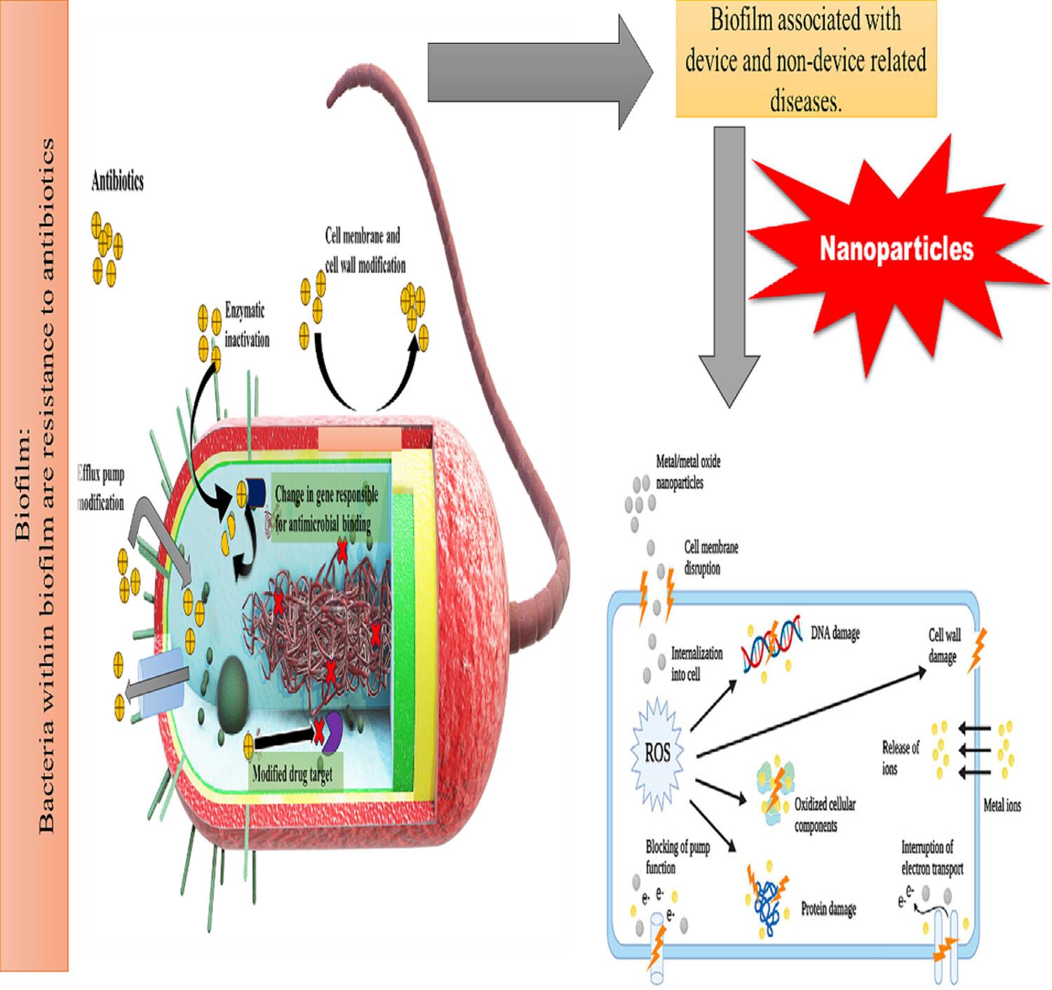 Inorganic nanoparticles: An effective antibiofilm strategy