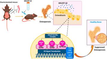 Low-molecular-weight estrogenic phytoprotein suppresses osteoporosis development through positive modulation of skeletal estrogen receptors