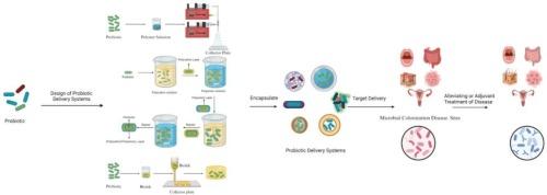 Design of probiotic delivery systems and their therapeutic effects on targeted tissues