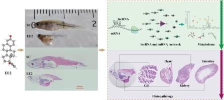 Multiomics analysis reveal the impact of 17α-Ethinylestradiol on mortality in juvenile zebrafish