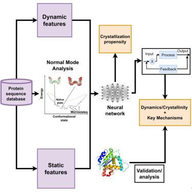 Protein dynamics inform protein structure: An interdisciplinary investigation of protein crystallization propensity