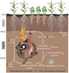 Long-term cereal-legume intercropping accelerates soil organic carbon loss in subsoil of dryland