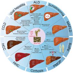 Emerging role of liver-bone axis in osteoporosis