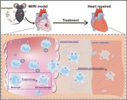 Reprogramming monocytes into M2 macrophages as living drug depots to enhance treatment of myocardial ischemia-reperfusion injury