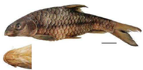 Molecular Systematics and Divergence of Tor and Neolissochilus Fishes (Cypriniforms: Cyprinidae) from Southeast Asia and South China