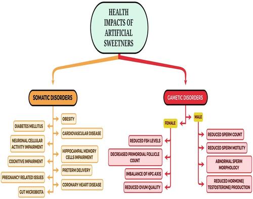 Unraveling connections with artificial sweeteners and their impact on human health: A comprehensive review