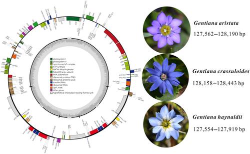 Rampant intraspecific variation of plastid genomes in Gentiana section Chondrophyllae