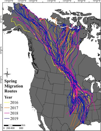 Evidence of longitudinal differences in spring migration strategies of an Arctic-nesting goose