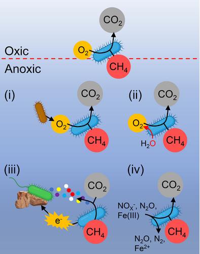 Metabolic versatility of aerobic methane-oxidizing bacteria under anoxia in aquatic ecosystems