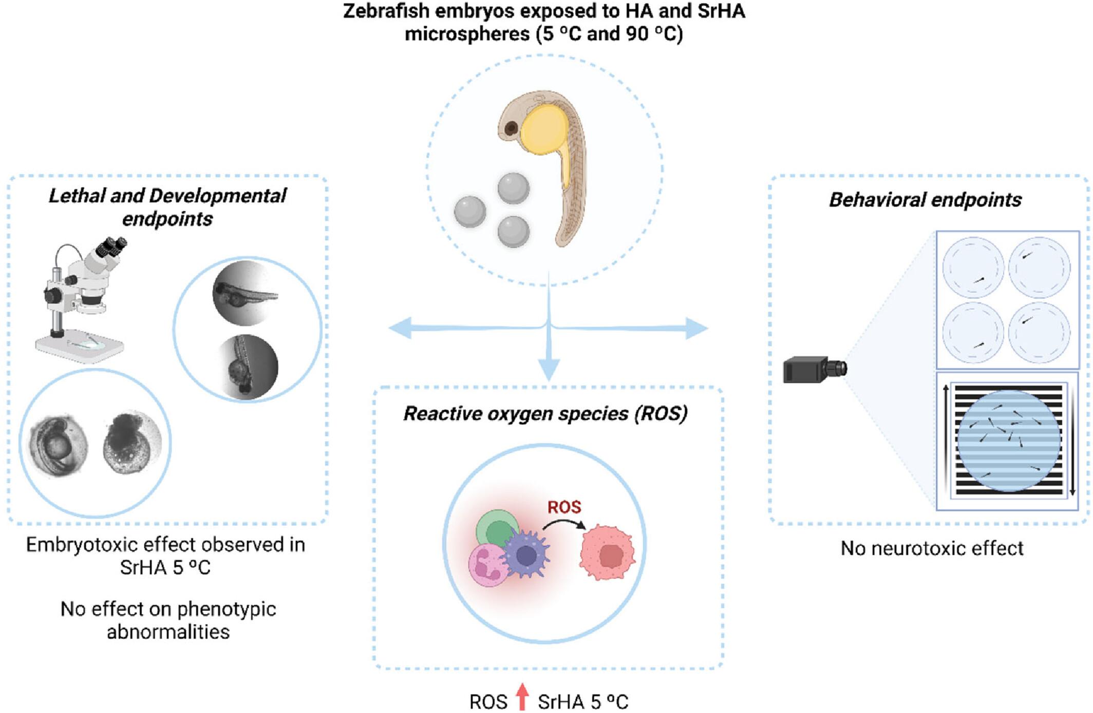 Use of Zebrafish (Danio rerio) for Biosafety Evaluation of Strontium Nanostructured Hydroxyapatite