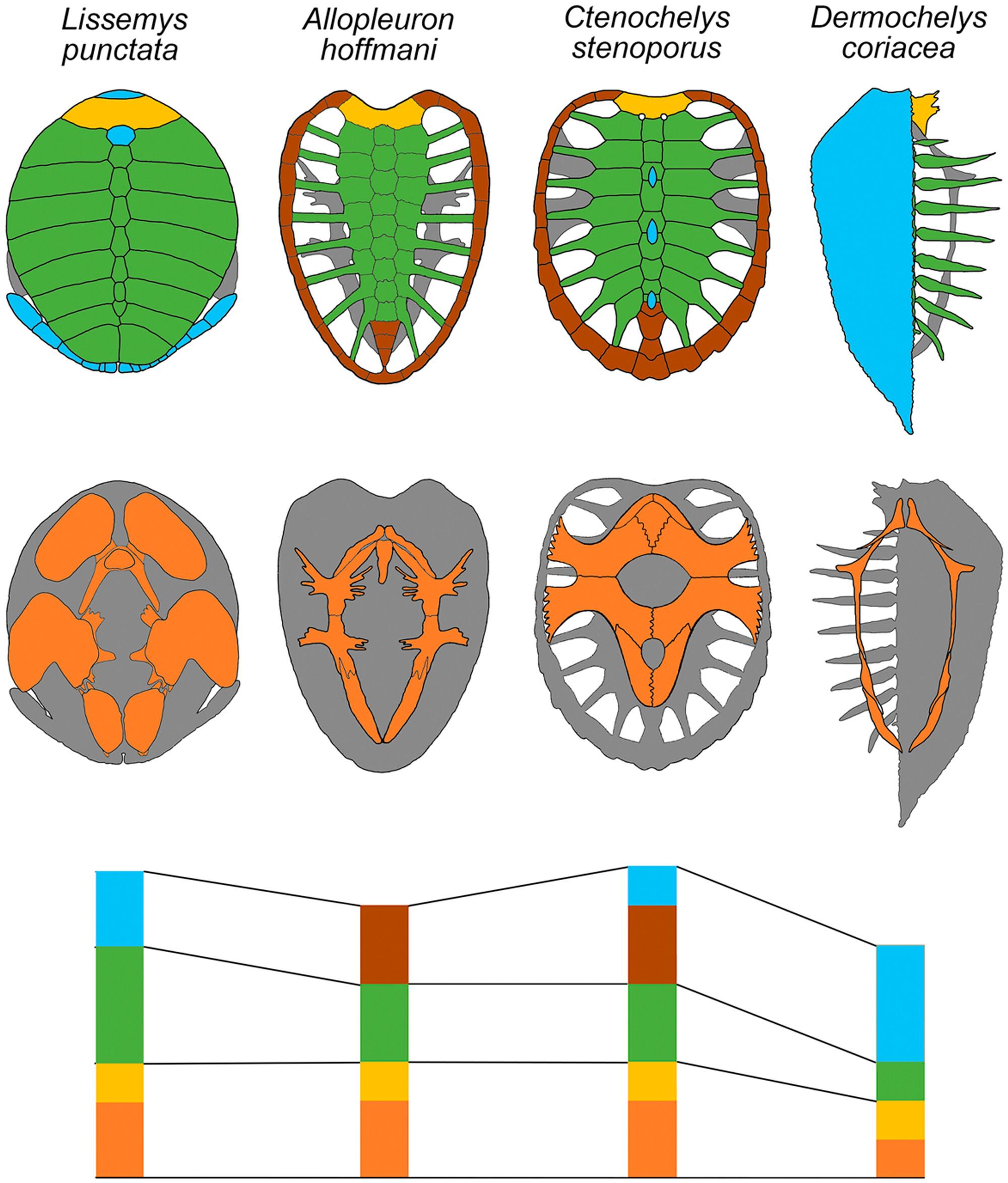 Thecal and Epithecal Ossifications of the Turtle Shell: Ontogenetic And Phylogenetic Aspects