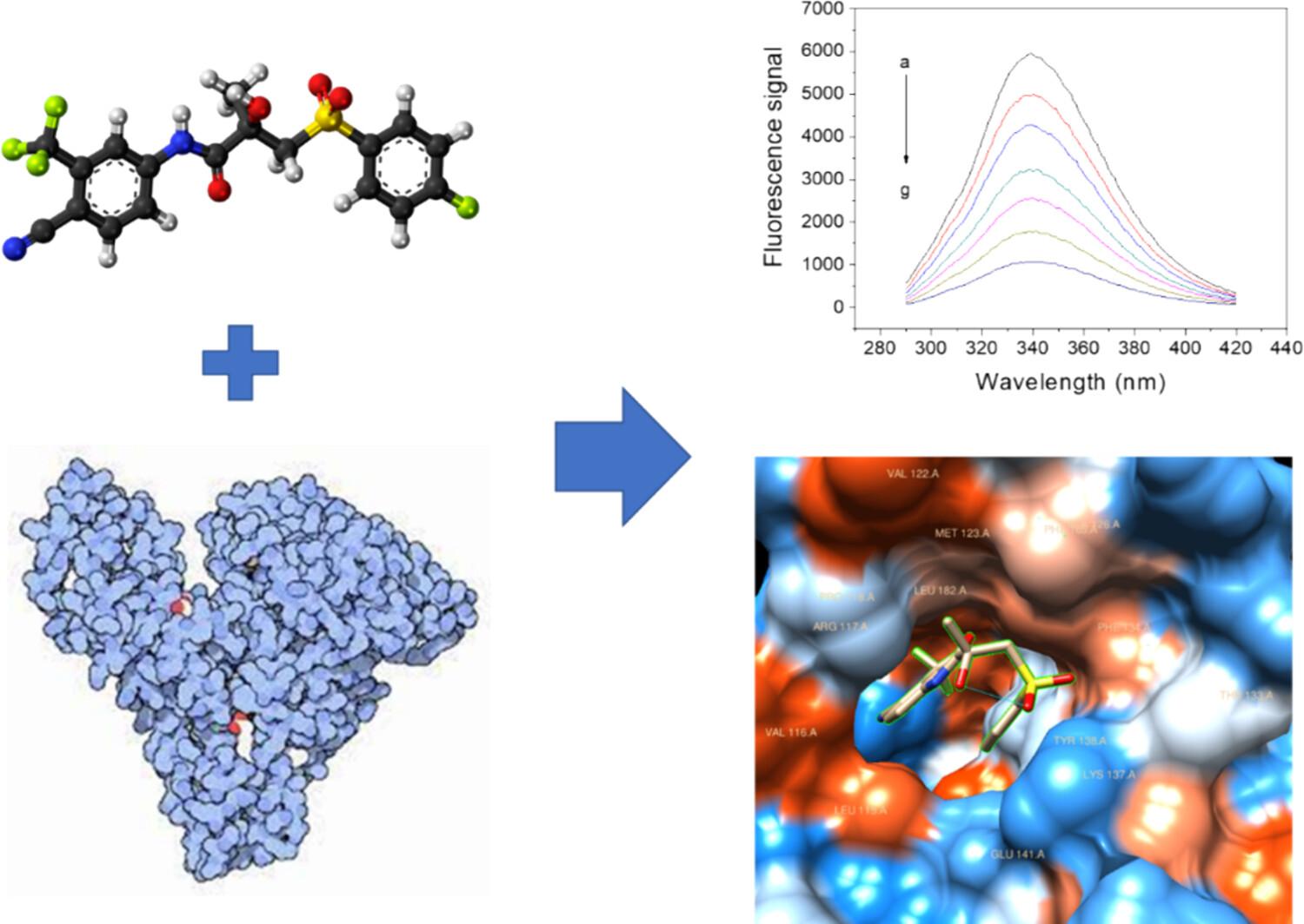 Association mechanism of bicalutamide and human serum albumin for potential clinical implications