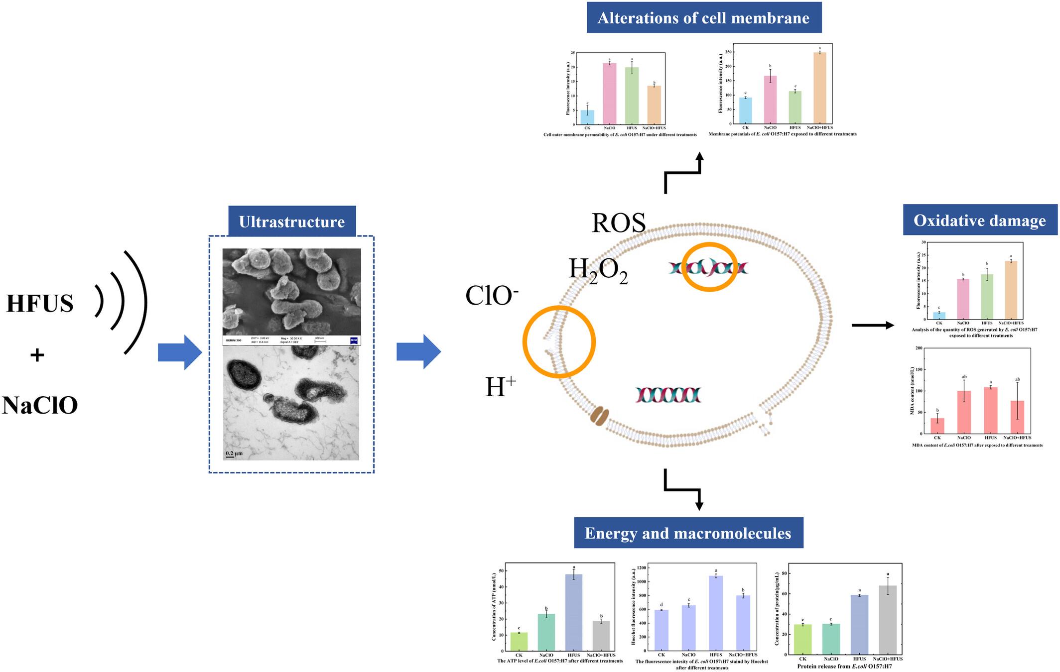 Efficacy and antibacterial mechanism of high-frequency ultrasound combined with sodium hypochlorite against E. coli O157:H7