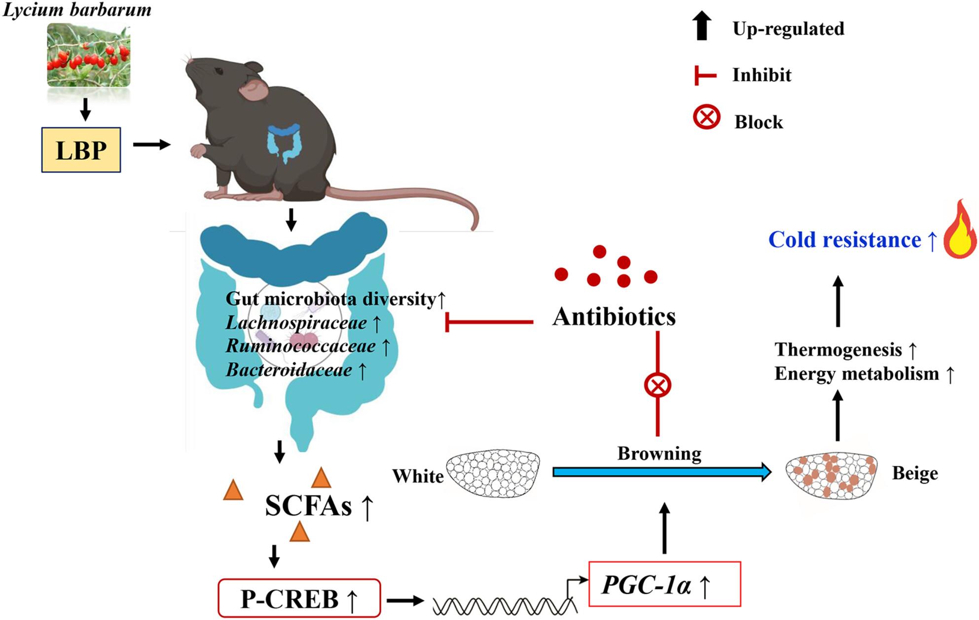 Lycium barbarum polysaccharide increases thermogenesis and energy metabolism through modulation of the gut microbiota to confer resistance to cold temperatures