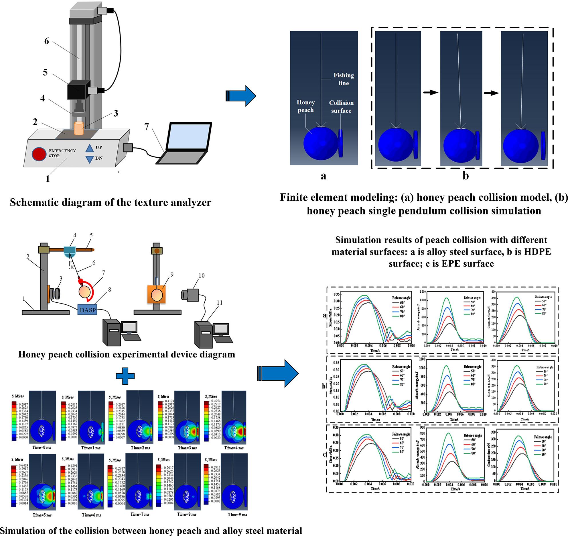 Study on impact damage visualization of honey peach based on finite element