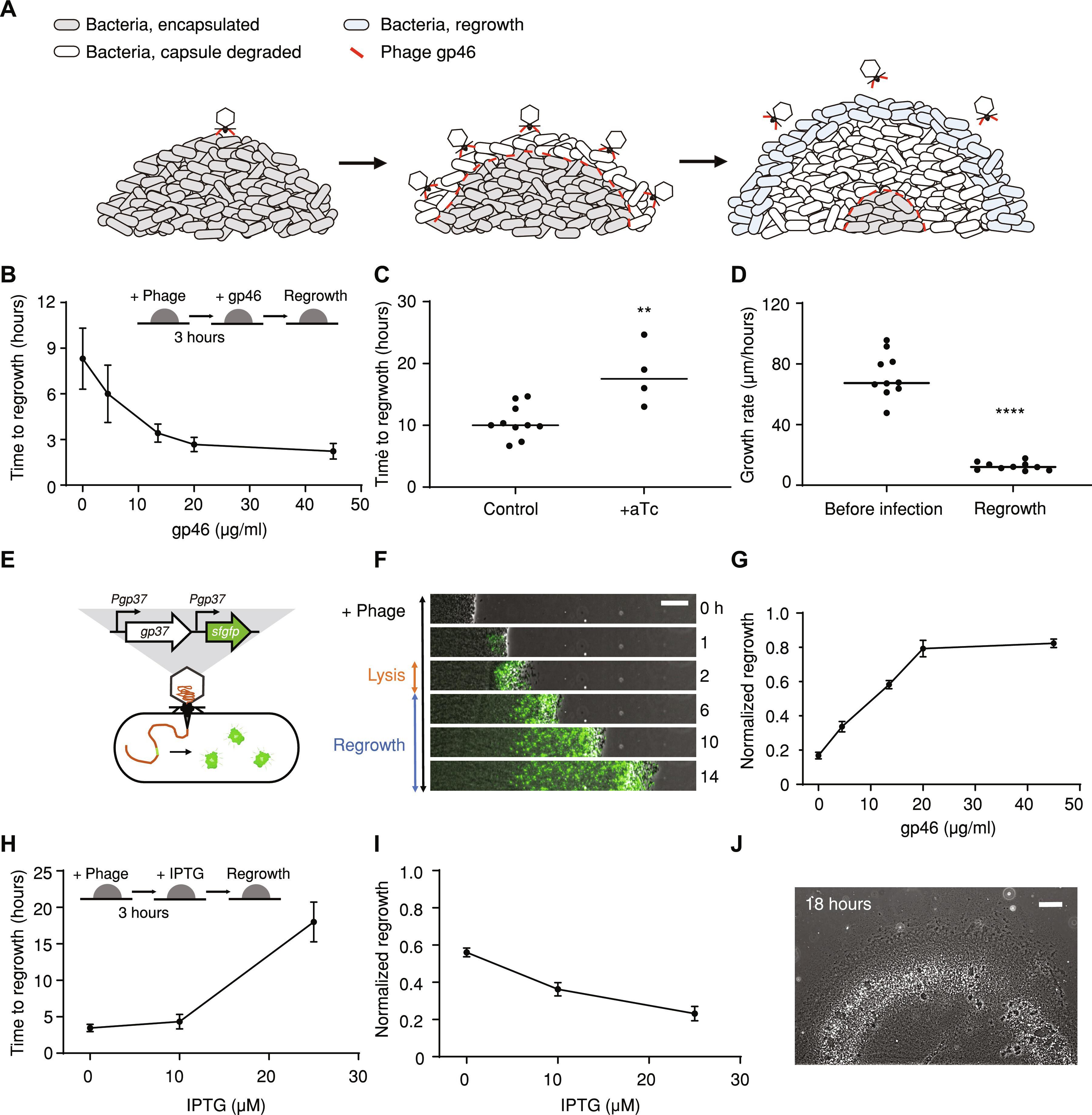 Essential phage component induces resistance of bacterial community