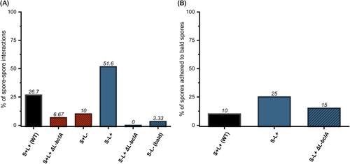 The role of endospore appendages in spore–spore interactions in the pathogenic Bacillus cereus group