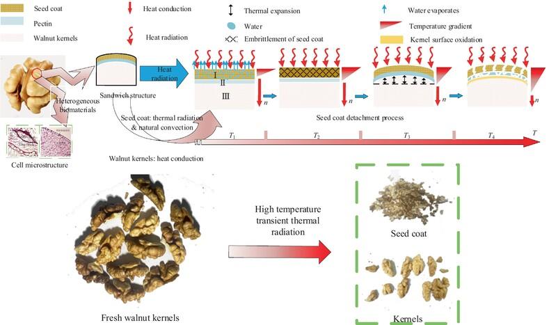 Mechanism of seed coat removal of walnut kernel by high temperature transient thermal radiation and experimental evaluation