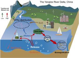 Ecological risk of synthetic phenolic antioxidants: A study based on their spatial distribution in water, sediment, and soil from the Yangtze River Delta, China