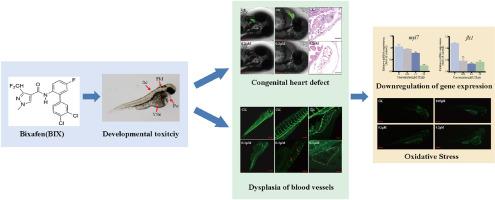 Insights into the developmental and cardiovascular toxicity of bixafen using zebrafish embryos and larvae