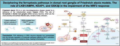 Deciphering the ferroptosis pathways in dorsal root ganglia of Friedreich ataxia models. The role of LKB1/AMPK, KEAP1, and GSK3β in the impairment of the NRF2 response