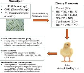 Impacts of feeding three strains of microalgae alone or in combination on growth performance, protein metabolism, and meat quality of broiler chickens