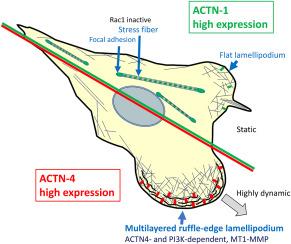 Live-cell imaging and CLEM reveal the existence of ACTN4-dependent ruffle-edge lamellipodia acting as a novel mode of cell migration