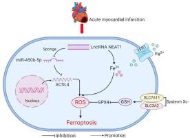 Silencing of lncRNA NEAT1 alleviates acute myocardial infarction by suppressing miR-450–5p/ACSL4-mediated ferroptosis