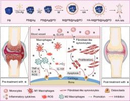 Polydatin and chitosan-silver co-loaded nanocomplexes for synergistic treatment of rheumatoid arthritis via repolarizing macrophages and inducing apoptosis of fibroblast-like synoviocytes