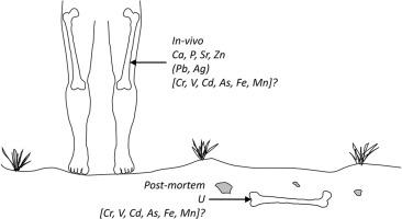 Applying trace element geochemistry of archaeological bone to study the coevolution of environmental change and human health in the Roman Empire