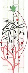 Meddling with the microbiota: Fungal tricks to infect plant hosts