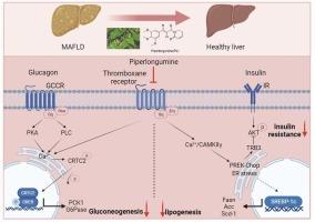 Piperlongumine, a natural alkaloid from Piper longum L. ameliorates metabolic-associated fatty liver disease by antagonizing the thromboxane A2 receptor