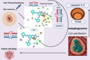 Bio-molecular Fe(III) and Zn(II) complexes stimulate the interplay between PI3K/AKT1/EGFR inhibition and induce autophagy and apoptosis in epidermal skin cell cancer