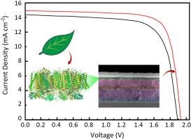 Photosystem I enhanced perovskite–Organic tandem solar cell efficiency