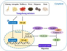 Yangzheng mixture reversed EMT against hepatocellular carcinoma metastasis via NF-κB/NLRP3/β-catenin pathway