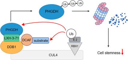 Molecular glue triggers degradation of PHGDH by enhancing the interaction between DDB1 and PHGDH